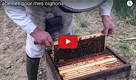 Des abeilles pour polliniser mes cultures d’oignons