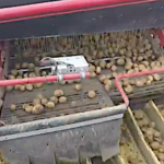 L’arrachage et le stockage des pommes des terre