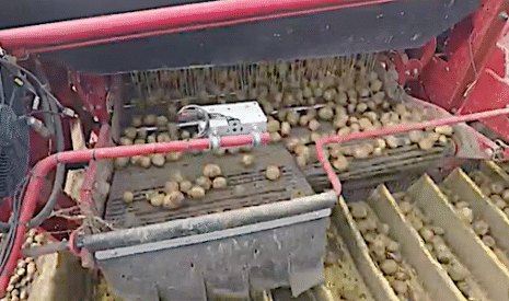 L’arrachage et le stockage des pommes des terre