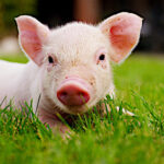 Porc bio, Bio Direct segmente son offre