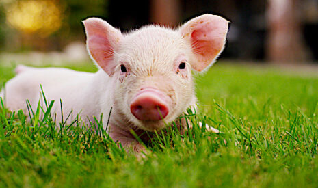 Porc bio, Bio Direct segmente son offre
