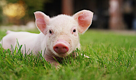 Le porc bio recrute
