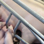 La filière porcine en quête de compétivité