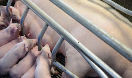 La filière porcine en quête de compétivité