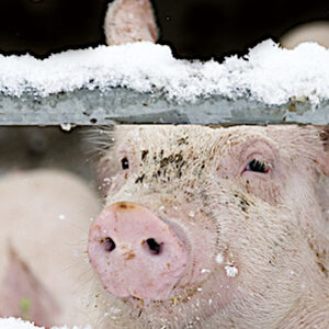 porc gel hiver