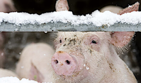 Gel et consommation électrique en hiver, comment des éleveurs de porcs participent