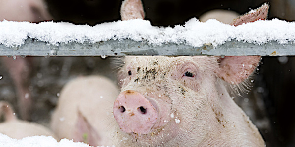 porc gel hiver