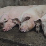 Le prix moyen du porc en baisse sur 2014