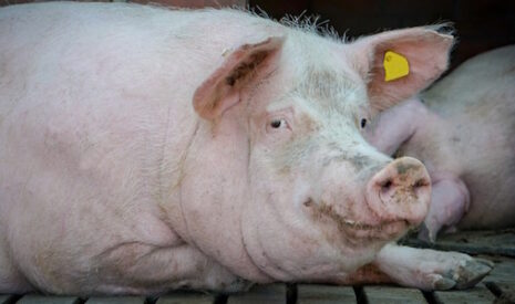 Porc, une embellie inattendue