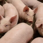 Cochon de Bretagne, les éleveurs prennent en charge leur montée en gamme