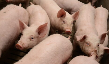 Cochon de Bretagne, les éleveurs prennent en charge leur montée en gamme