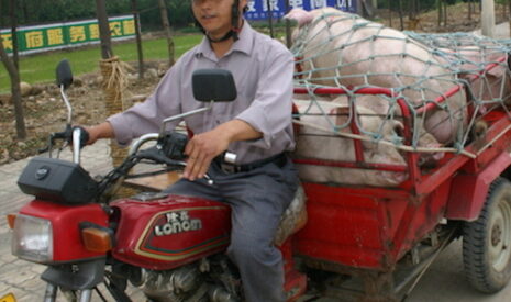 Chine, du culte du petit livre rouge à celui de la viande rouge