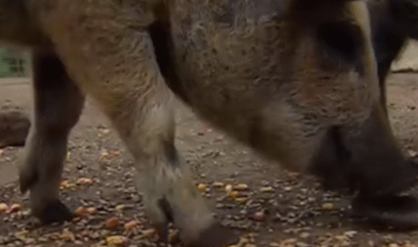 Insolite, le porc laineux de Hongrie