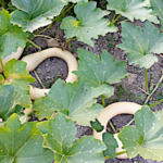 2018 fut une année atypique pour le potager