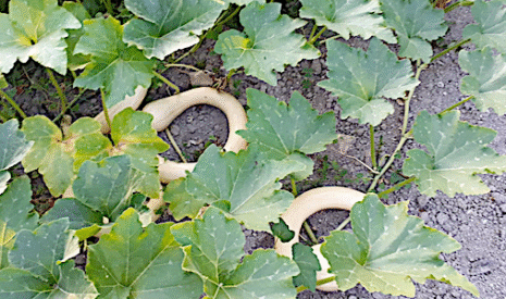 2018 fut une année atypique pour le potager