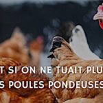 Poulehouse, la poule reste en vie en vertu de ses oeufs d’or