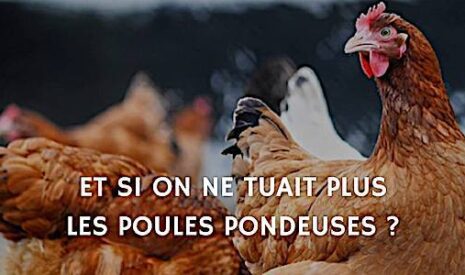 Poulehouse, la poule reste en vie en vertu de ses oeufs d’or