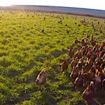 Les poules pondeuses ont leur circuit court de la communication