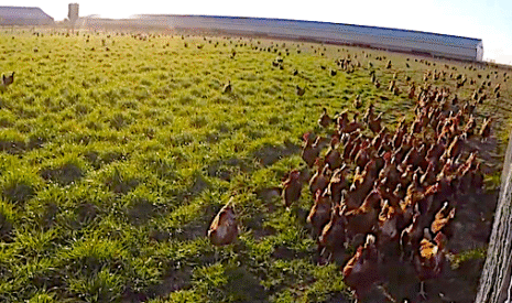 Les poules pondeuses ont leur circuit court de la communication