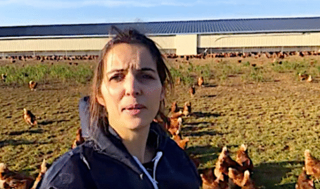 Poules pondeuses en plein air, la belle vie !