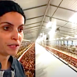 Les poules à l’heure des pontes