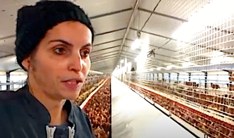 Les poules à l’heure des pontes