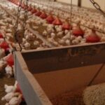 Poulet export, le travail de substitution aux restitutions se poursuit