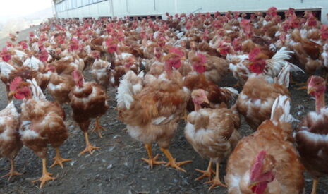 Les poulets label rouge, gage de qualité… de vie