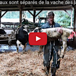 Pourquoi séparer le veau de la vache dès la naissance