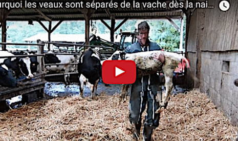 Pourquoi séparer le veau de la vache dès la naissance