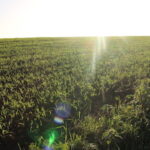 Ecophyto 2, la compétitivité en agriculture doit rester une priorité