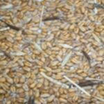 Ray-grass, une astuce pour limiter le réensemencement des parcelles