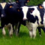 Une vache abattue et dépecée en plein champ pour 25 kilos de viande