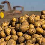 Pommes de terre, comment gérer la fin du CIPC ?