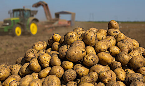Pommes de terre, comment gérer la fin du CIPC ?