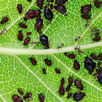 Comment lutter contre les pucerons noirs de la fève