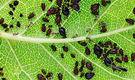 Comment lutter contre les pucerons noirs de la fève