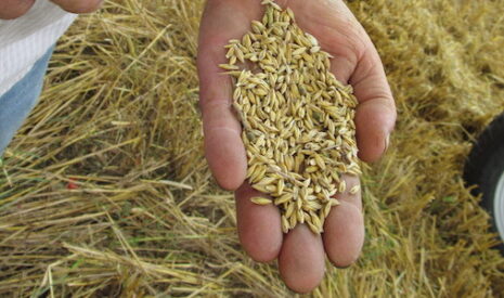 Moisson 2016, mauvaises récoltes de céréales, la Pac ne sera d’aucun secours