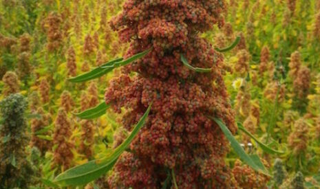 Le quinoa en Anjou, histoire d’une implantation