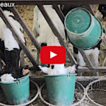 Il était une fois le quotidien des veaux