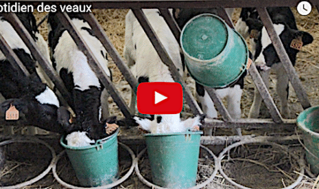 Il était une fois le quotidien des veaux