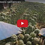 La récolte des oignons semence