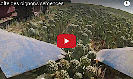 La récolte des oignons semence