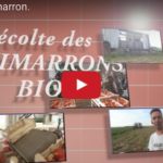 La récolte des potimarrons en deux vidéos