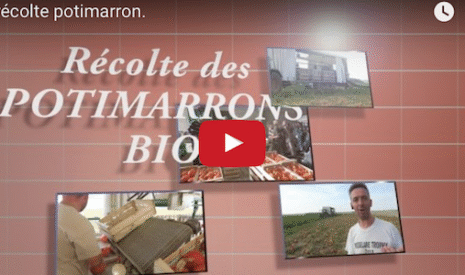La récolte des potimarrons en deux vidéos