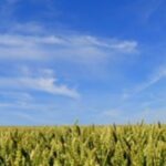 Deux variétés de blé RAGT dans le top 5 des variétés les plus semées en 2012