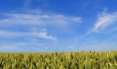Deux variétés de blé RAGT dans le top 5 des variétés les plus semées en 2012