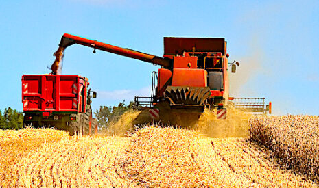 Commercialisation des céréales: l’offre se rétrécit