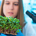 Les micro-peptides, nouveaux leviers pour booster la croissance des plantes