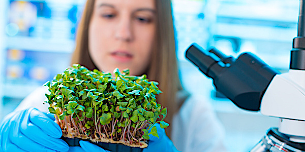 recherche croissance plantes micro peptides